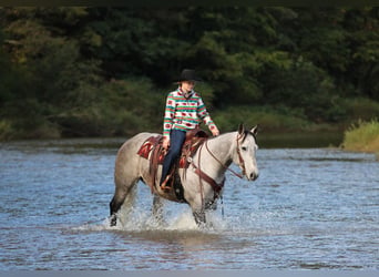 American Quarter Horse, Wałach, 6 lat, Siwa