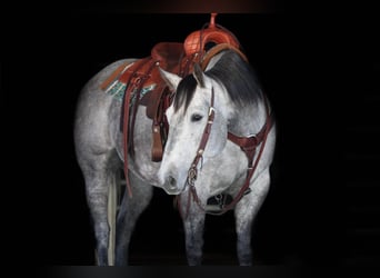 American Quarter Horse, Wałach, 6 lat, Siwa