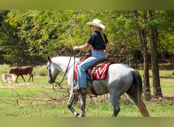 American Quarter Horse, Wałach, 6 lat, Siwa