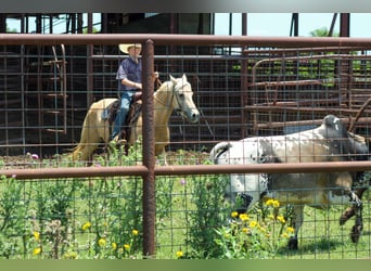American Quarter Horse, Wałach, 7 lat, 124 cm, Izabelowata