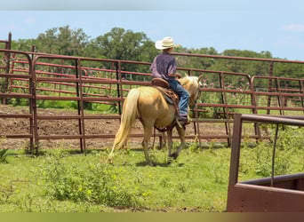 American Quarter Horse, Wałach, 7 lat, 124 cm, Izabelowata