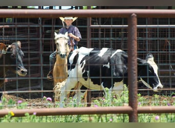 American Quarter Horse, Wałach, 7 lat, 124 cm, Izabelowata