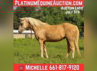 American Quarter Horse, Wałach, 7 lat, 124 cm, Izabelowata