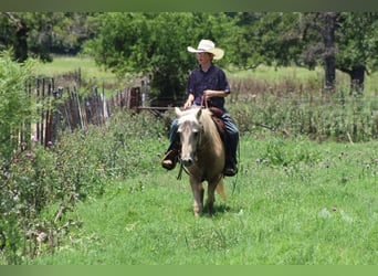 American Quarter Horse, Wałach, 7 lat, 124 cm, Izabelowata