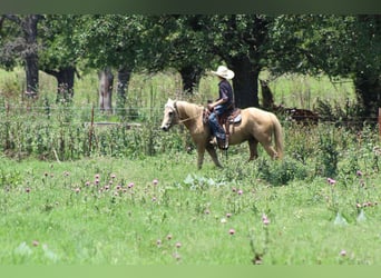 American Quarter Horse, Wałach, 7 lat, 124 cm, Izabelowata
