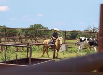 American Quarter Horse, Wałach, 7 lat, 124 cm, Izabelowata