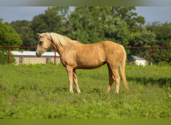 American Quarter Horse, Wałach, 7 lat, 124 cm, Izabelowata