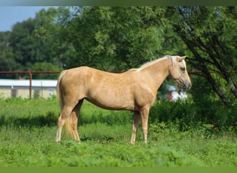 American Quarter Horse, Wałach, 7 lat, 124 cm, Izabelowata