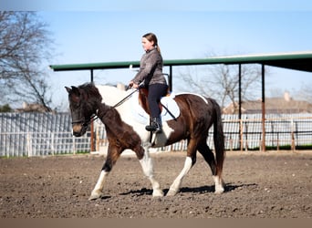 American Quarter Horse, Wałach, 7 lat, 140 cm, Srokata