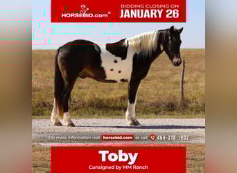 American Quarter Horse, Wałach, 7 lat, 140 cm, Srokata