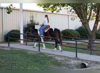 American Quarter Horse, Wałach, 7 lat, 140 cm, Srokata