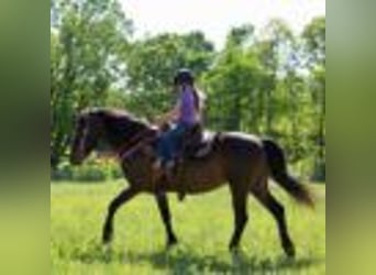 American Quarter Horse, Wałach, 7 lat, 142 cm, Gniada