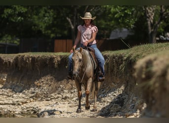American Quarter Horse, Wałach, 7 lat, 142 cm, Izabelowata