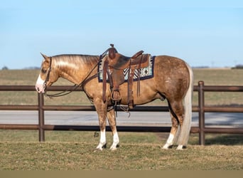 American Quarter Horse, Wałach, 7 lat, 142 cm, Izabelowata
