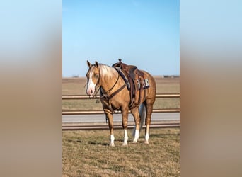 American Quarter Horse, Wałach, 7 lat, 142 cm, Izabelowata