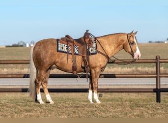 American Quarter Horse, Wałach, 7 lat, 142 cm, Izabelowata