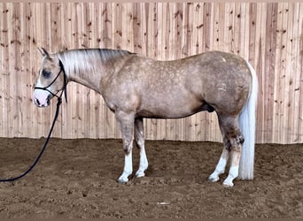 American Quarter Horse, Wałach, 7 lat, 142 cm, Izabelowata