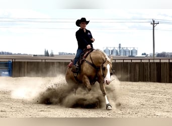 American Quarter Horse, Wałach, 7 lat, 142 cm, Izabelowata