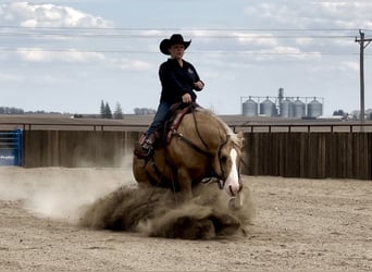American Quarter Horse, Wałach, 7 lat, 142 cm, Izabelowata