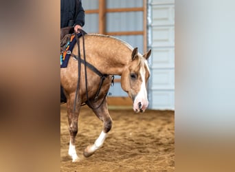 American Quarter Horse, Wałach, 7 lat, 142 cm, Izabelowata