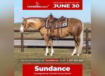 American Quarter Horse, Wałach, 7 lat, 142 cm, Izabelowata