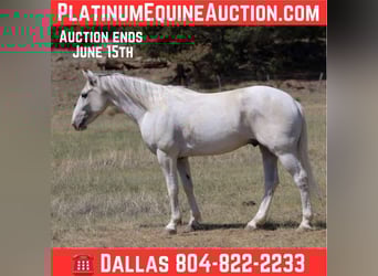 American Quarter Horse, Wałach, 7 lat, 142 cm, Siwa