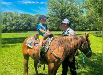 American Quarter Horse, Wałach, 7 lat, 145 cm, Bułana