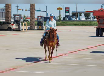 American Quarter Horse, Wałach, 7 lat, 145 cm, Bułana