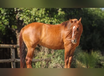 American Quarter Horse, Wałach, 7 lat, 145 cm, Bułana