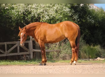 American Quarter Horse, Wałach, 7 lat, 145 cm, Bułana