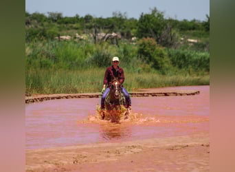American Quarter Horse, Wałach, 7 lat, 145 cm, Bułana