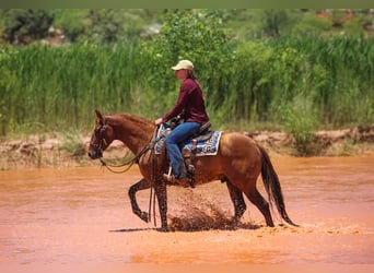 American Quarter Horse, Wałach, 7 lat, 145 cm, Bułana