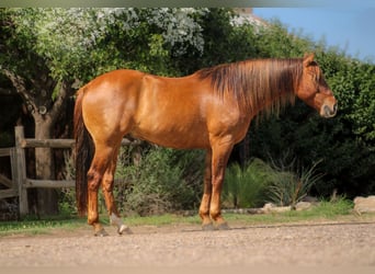 American Quarter Horse, Wałach, 7 lat, 145 cm, Bułana