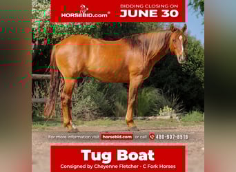 American Quarter Horse, Wałach, 7 lat, 145 cm, Bułana