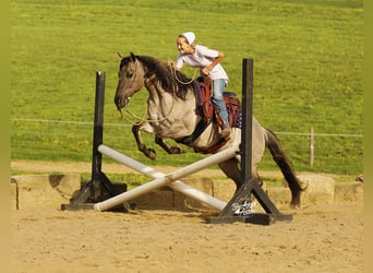American Quarter Horse, Wałach, 7 lat, 145 cm, Grullo