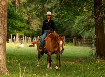 American Quarter Horse, Wałach, 7 lat, 147 cm, Bułana