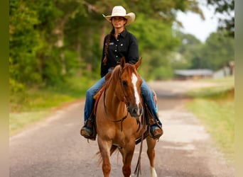 American Quarter Horse, Wałach, 7 lat, 147 cm, Bułana