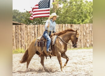 American Quarter Horse, Wałach, 7 lat, 147 cm, Bułana