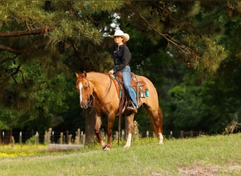 American Quarter Horse, Wałach, 7 lat, 147 cm, Bułana