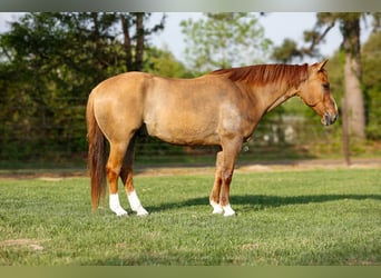 American Quarter Horse, Wałach, 7 lat, 147 cm, Bułana