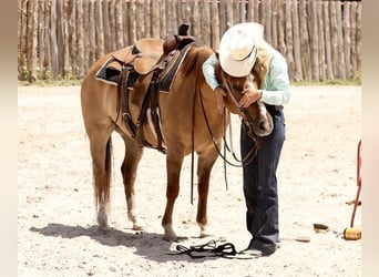 American Quarter Horse, Wałach, 7 lat, 147 cm, Bułana