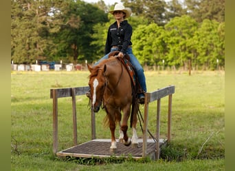 American Quarter Horse, Wałach, 7 lat, 147 cm, Bułana