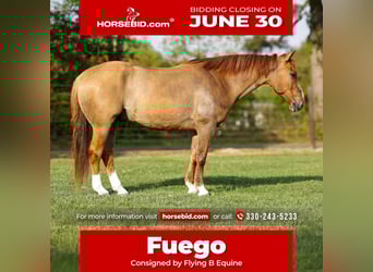 American Quarter Horse, Wałach, 7 lat, 147 cm, Bułana
