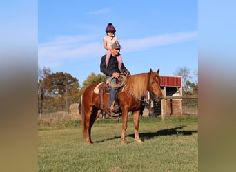 American Quarter Horse Mix, Wałach, 7 lat, 147 cm, Ciemnokasztanowata