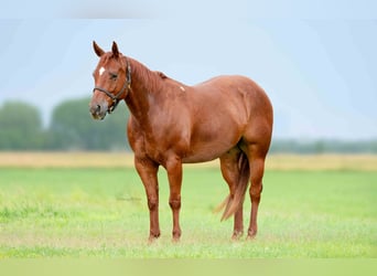 American Quarter Horse, Wałach, 7 lat, 147 cm, Cisawa