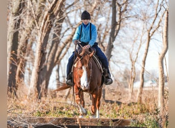 American Quarter Horse, Wałach, 7 lat, 147 cm, Cisawa