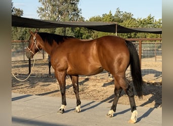 American Quarter Horse, Wałach, 7 lat, 147 cm, Gniada