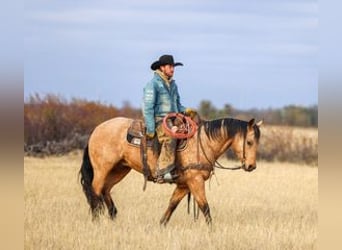 American Quarter Horse, Wałach, 7 lat, 147 cm, Jelenia