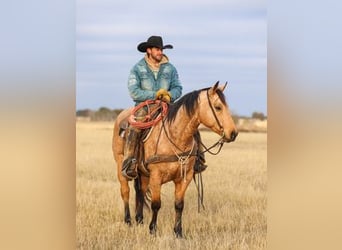 American Quarter Horse, Wałach, 7 lat, 147 cm, Jelenia