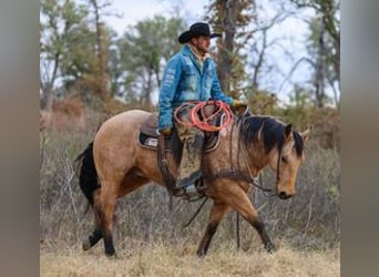 American Quarter Horse, Wałach, 7 lat, 147 cm, Jelenia